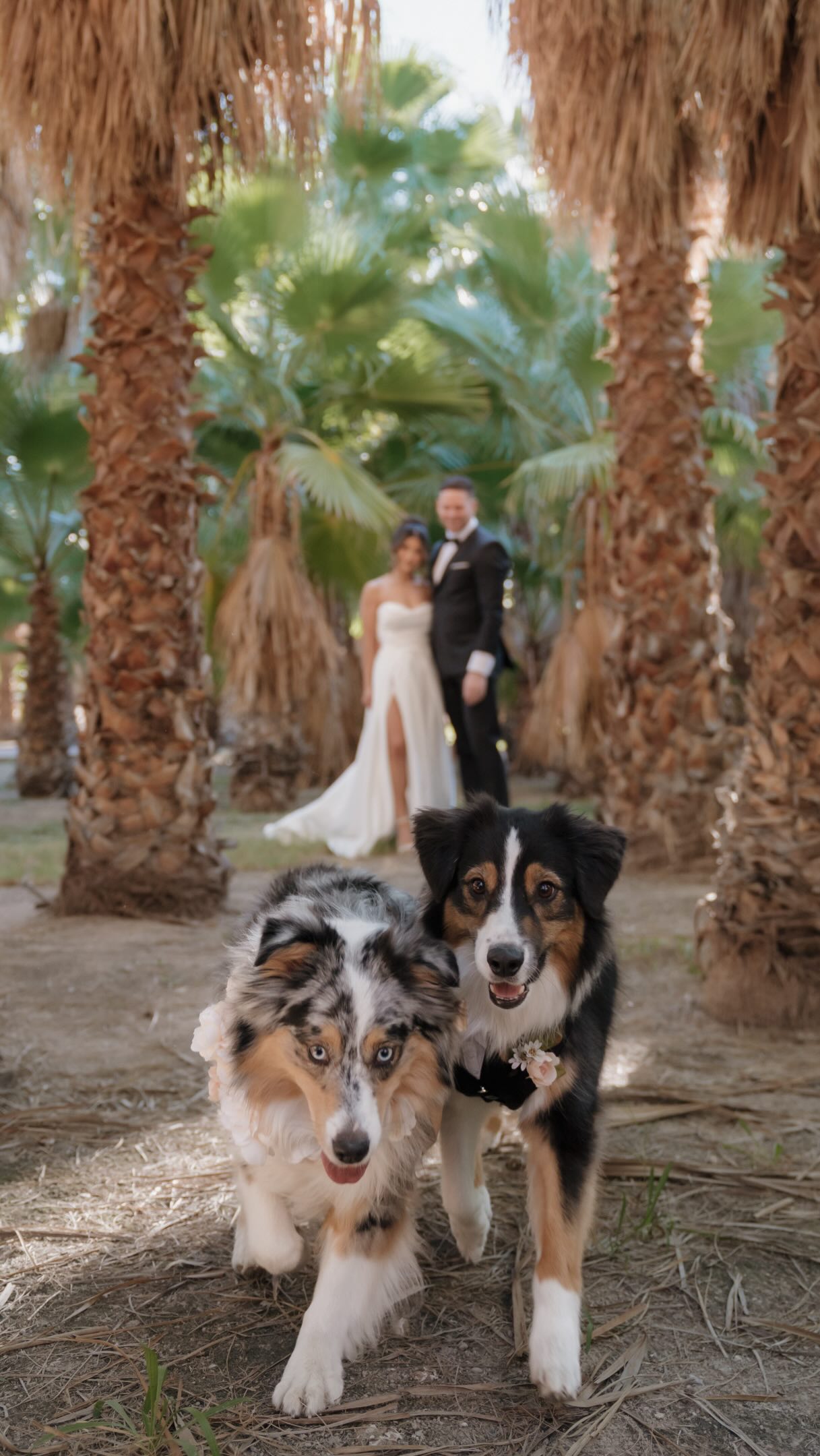 The wonderful thing about having a wedding in Las Vegas is that there is SO MUCH variety here! You can get married under the flashing neon lights with no one else around, or on a farm full of animals with all of your favorite people.

Whatever you choose for your Las Vegas wedding, your day can always be uniquely YOU ✨

#lasvegasphotography #lasvegasweddingphotography #lasvegasweddingphotographers #lasvegaswedding #destinationweddingphotographers
